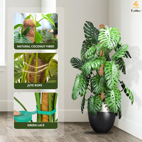 EcoNour moss pole helps Philodendron reach new heights with natural fiber texture.