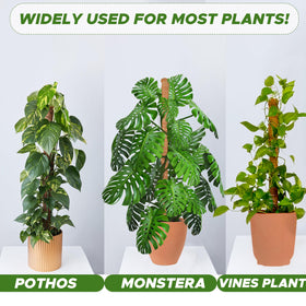 EcoNour rope-secured stake makes setup simple and stable for climbing plants.