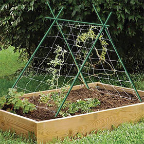 EcoStake cucumber-stake-tree-support helps vines climb and stay upright.