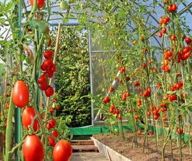 EcoStake pole-bean-stake-trellis supports climbing plants and trellises.