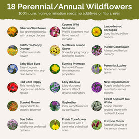 Eden Brothers Bees Knees garden bloom showcases vibrant, pollinator-friendly mix.