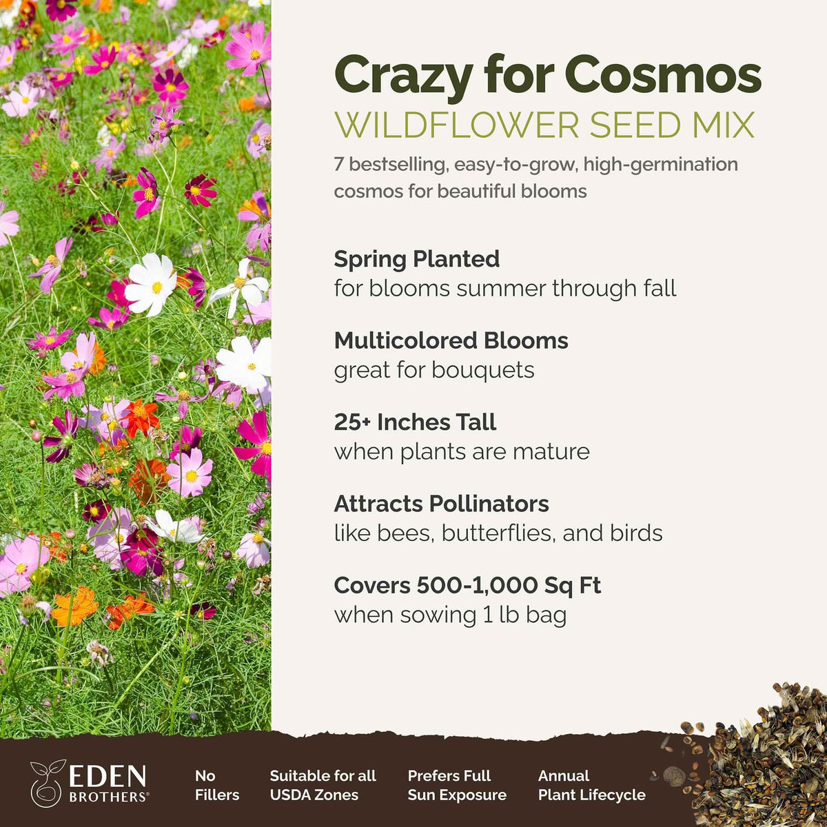 Eden Brothers Cosmos Gloria bloom with vivid pink petals attracting pollinators.