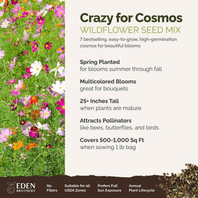 Eden Brothers Cosmos Gloria bloom with vivid pink petals attracting pollinators.