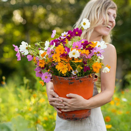 Eden Brothers cosmos mixed seeds pack ready for a colorful garden start.