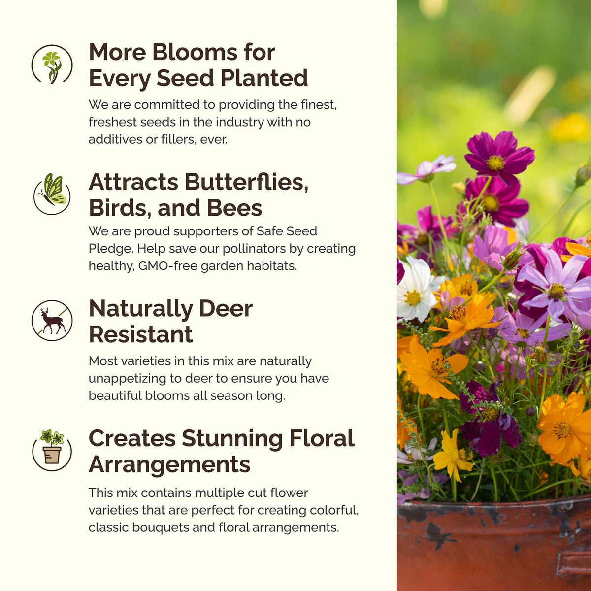 Eden Brothers Cosmos Pinkie bloom offers compact color for small spaces.