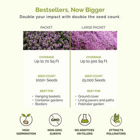 Eden Brothers Creeping Thyme fragrance image emphasizes citrus scent in the garden.