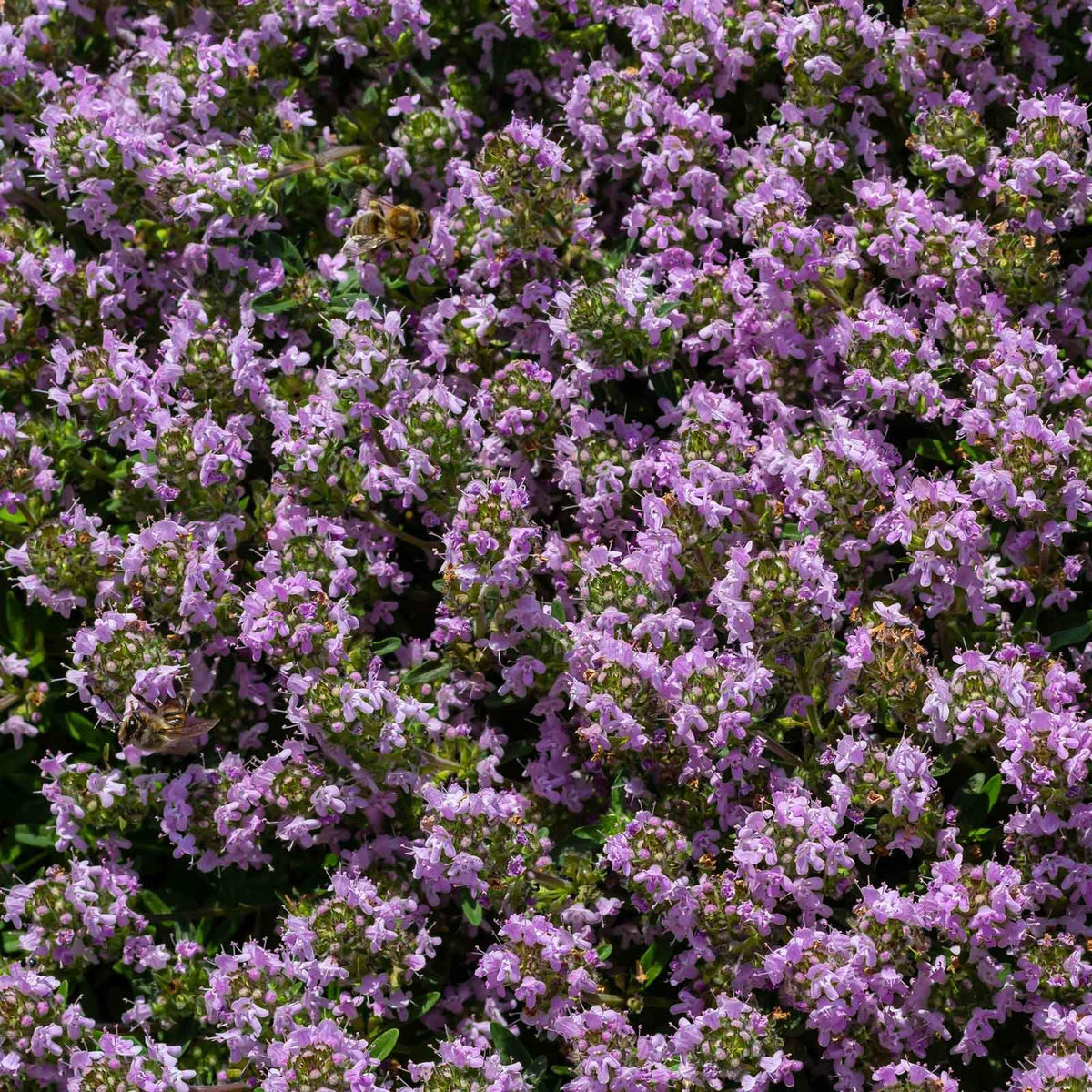 Eden Brothers Creeping Thyme groundcover growth demonstrates low-maintenance, sun-loving habit.