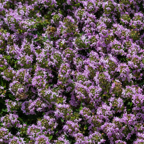 Eden Brothers Creeping Thyme groundcover growth demonstrates low-maintenance, sun-loving habit.