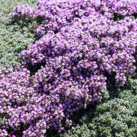 Eden Brothers Creeping Thyme seeds germination close-up suggests strong germination potential.