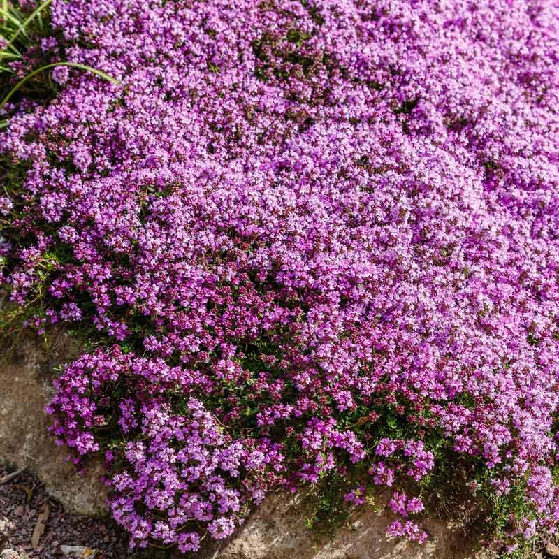 Eden Brothers Creeping Thyme seeds packet highlights pure, non-GMO seeds for easy spring planting.