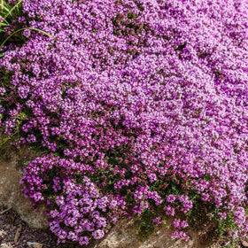 Eden Brothers Creeping Thyme seeds packet highlights pure, non-GMO seeds for easy spring planting.
