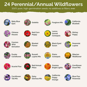 Vibrant full-sun wildflowers filling a garden bed