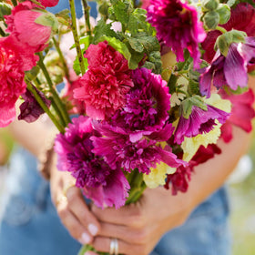 Eden Brothers Hollyhock Seeds Dwarf Queeny Mix in bloom, vibrant color clusters.