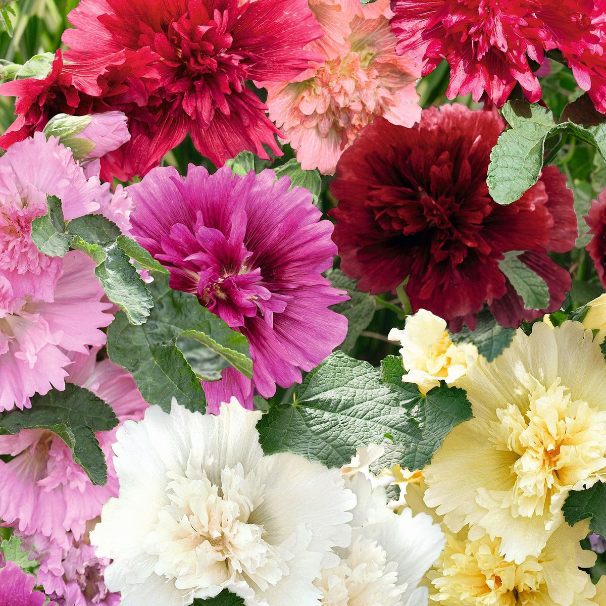 Eden Brothers Hollyhock Seeds Dwarf Queeny Mix seed packet, ideal for spring planting.