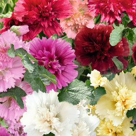 Eden Brothers Hollyhock Seeds Dwarf Queeny Mix seed packet, ideal for spring planting.