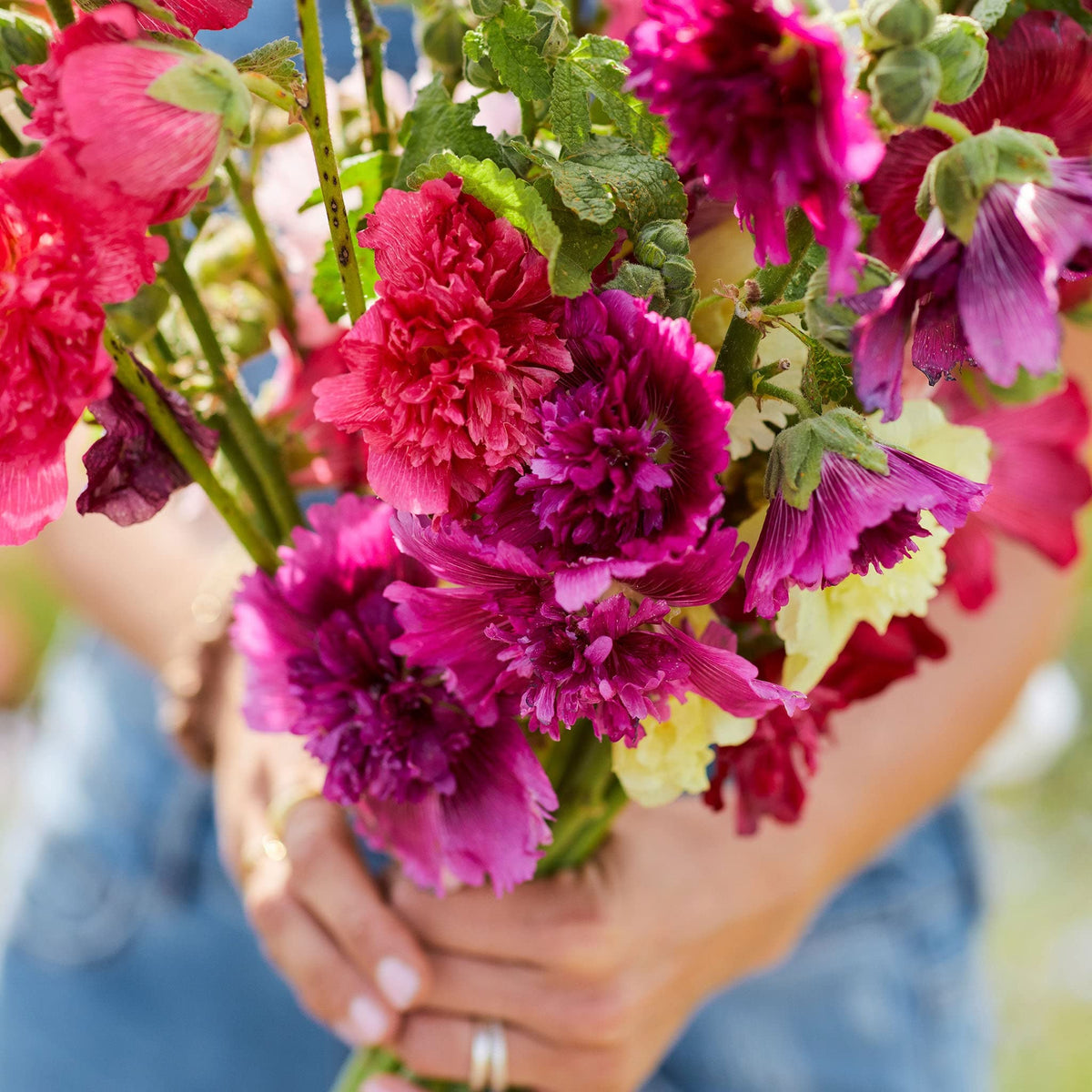 Eden Brothers Hollyhock Seeds Dwarf Queeny Mix patio display, low-maintenance color.