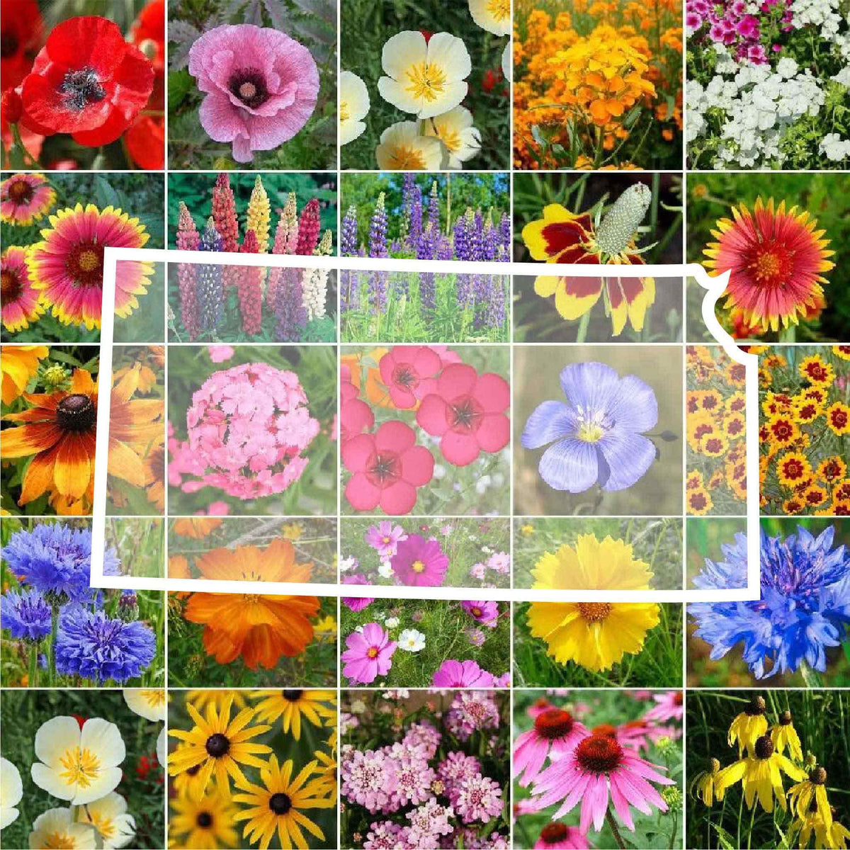 Eden Brothers Kansas Wildflower Mixed Seeds bag ready for easy planting.