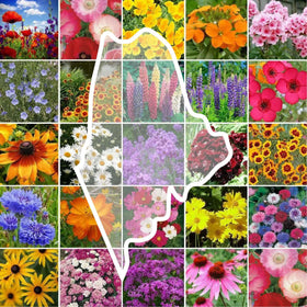 Eden Brothers Maine Wildflower Mixed Seeds Pack displaying diverse pollinator-friendly blooms