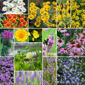 Eden Brothers Midwest perennial wildflower seed mix close-up ready to sow for a colorful bed