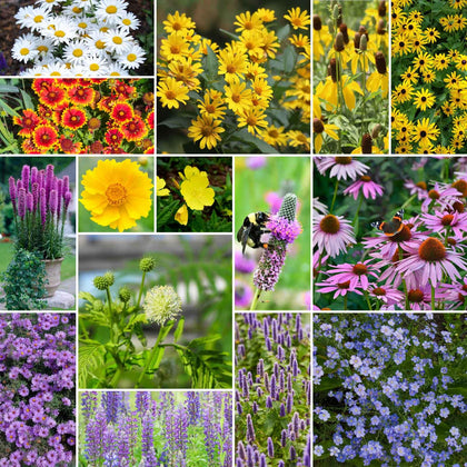 Eden Brothers Midwest perennial wildflower seed mix close-up ready to sow for a colorful bed