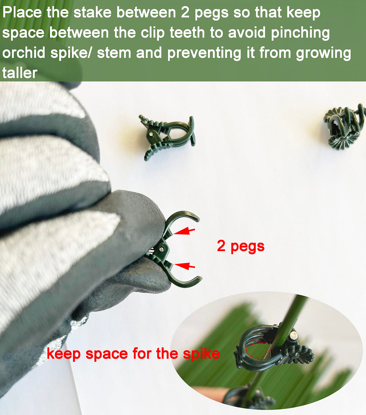 EESC2Y clip system stabilizes a single stem for upright growth.