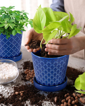 EFISPSS planter showing drainage hole and saucer for tidy indoor watering
