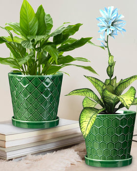EFISPSS two-pot set ideal for herbs or succulents.