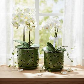 EFISPSS gift-ready orchid pot packaging ideal for plant lovers