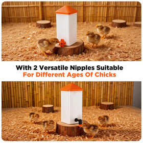 Eggluuz chicks drinking water setup demonstrating practical coop watering.