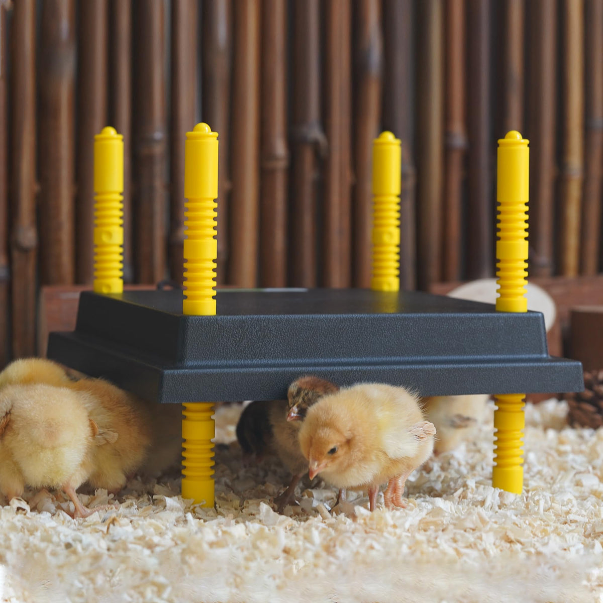 Eggluuz safety features include auto shut-off on voltage issues.