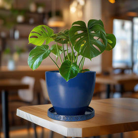 Eightpot blue ceramic plant saucer arrives securely packaged for safe doorstep delivery.
