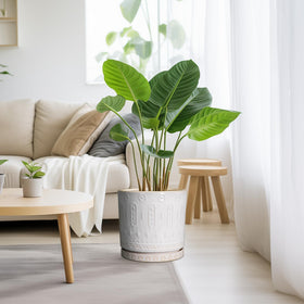Eightpot ceramic planter with saucer showing drainage system for surfaces.