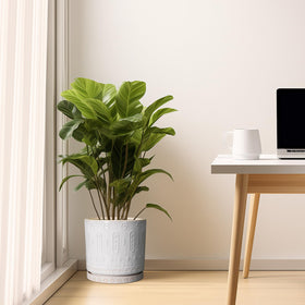 Eightpot 10in planter with plant indoors for green spaces.