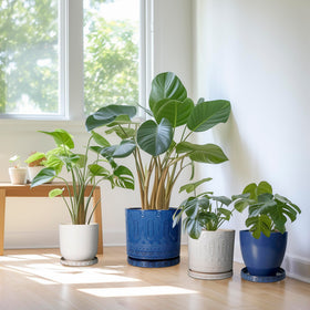 Eightpot plant tray features 1 inch depth for catching excess moisture.