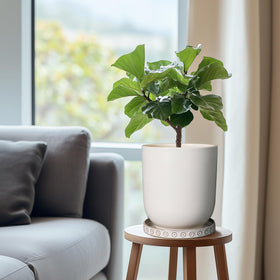 Eightpot geometric-pattern ceramic plate provides stylish drainage under pots.