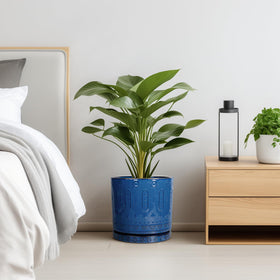 Eightpot mid-century style planter suits modern decor while framing lush greenery.