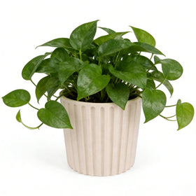 Ekirlin 7-Inch Indoor Pot in natural resin adds durable, stylish home decor.