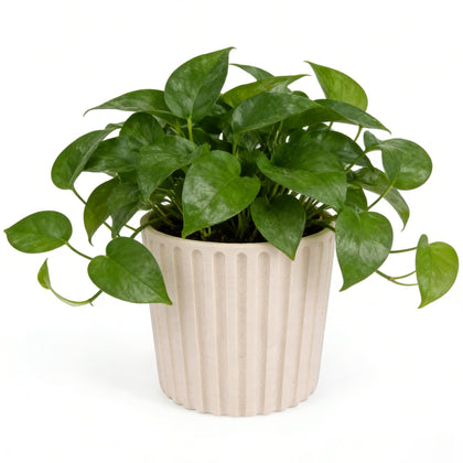Ekirlin 7-Inch Indoor Pot in natural resin adds durable, stylish home decor.