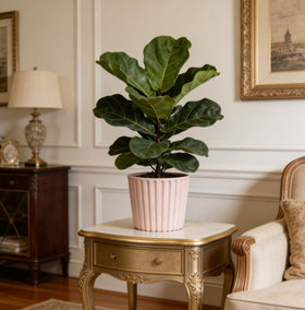 Ekirlin non-slip soft pad secures the planter on desks and shelves.