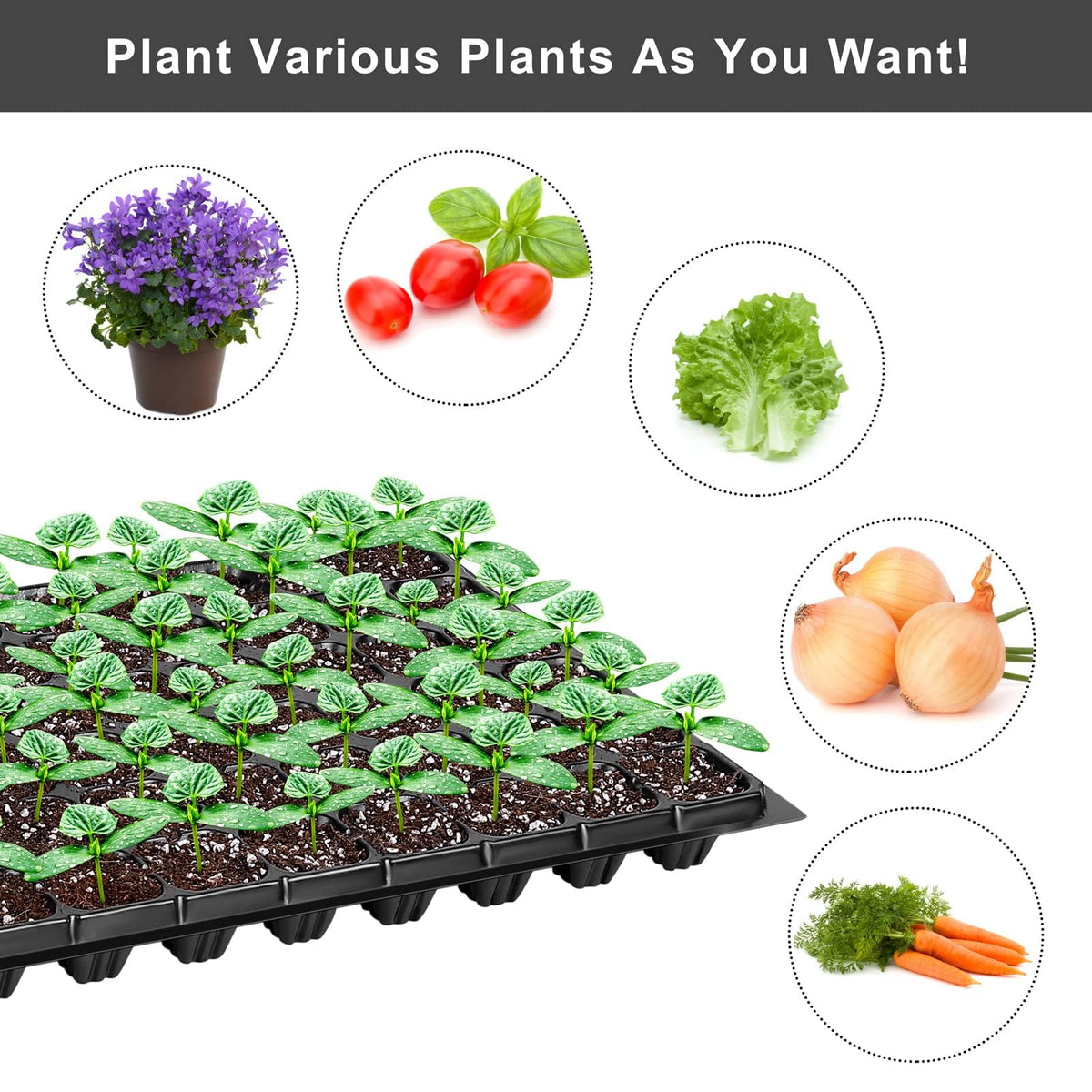 Elcoho transplant-friendly seed starter makes transplanting seedlings quick and safe.
