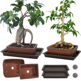 ELFULLY ceramic bonsai pot 6-inch with drainage holes for healthy root airflow.