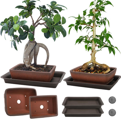 ELFULLY ceramic bonsai pot 6-inch with drainage holes for healthy root airflow.