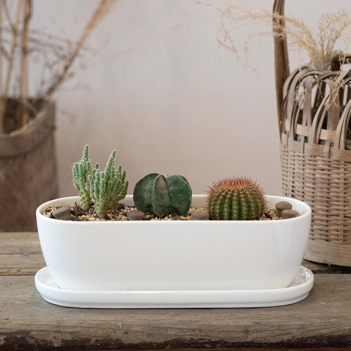 E-liu ceramic pots blend with modern decor and plant colors.