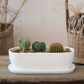 E-liu ceramic pots blend with modern decor and plant colors.
