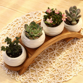 E-liu greenery elevates office spaces with a fresh, tidy look