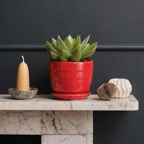 Elsjoy ready-to-gift succulent pots ideal for plant lovers.