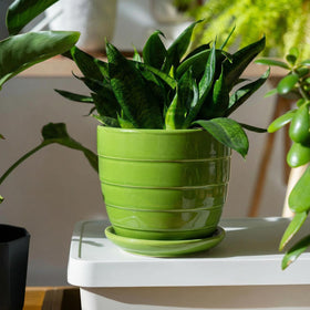 Elsjoy durable ceramic planters insulate roots and stabilize soil temperature.