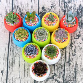 Elsjoy detachable mini pots, mix-and-match colors for personalized setups.