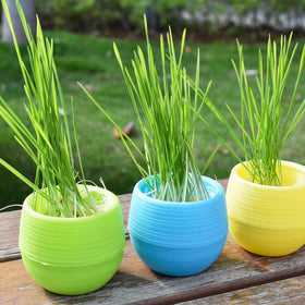 Elsjoy white mini succulent pots, five-pack, clean look for minimalist arrangements.