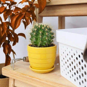 Elsjoy six-color mix offers versatile styling for any space.